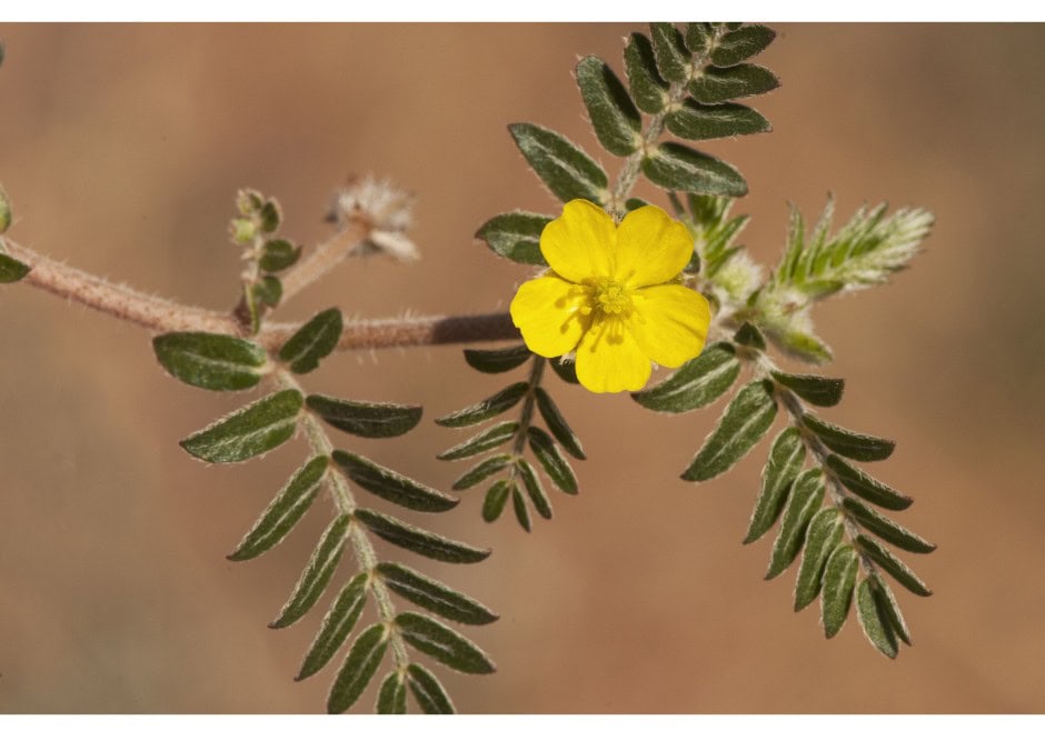 Kotvičník zemní - tribulus terrestris